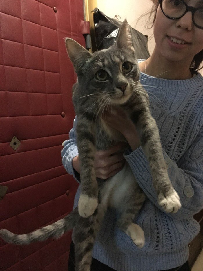 Beautiful pussy is looking for an owner - My, cat, In good hands, Kitten Found, Longpost, Moscow, Altufyevo, Help, Helping animals