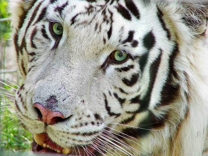 Positive. - Positive, White tiger, Wild animals, Albino, wildlife, Longpost