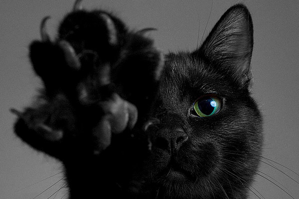 Shades of black - cat, Black, Longpost