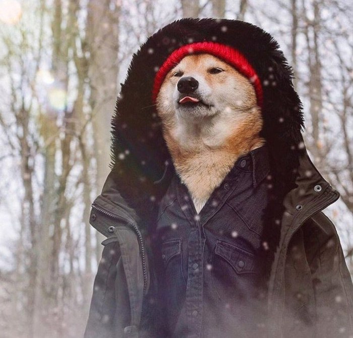 It's snow, bro. - Photoshop master, Dog, Milota, Snow