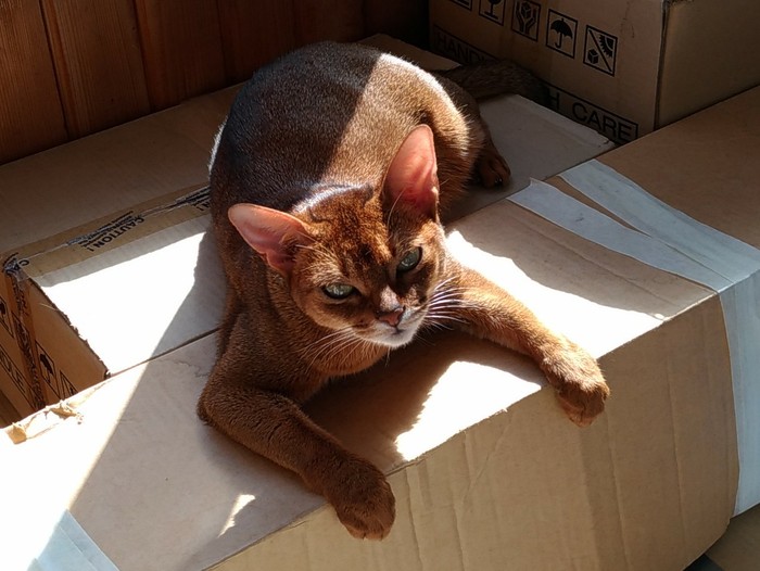 Divorce with cat food. - My, Abyssinian cat, Cat's food, Divorce, The gods of marketing, Longpost, cat, Divorce for money