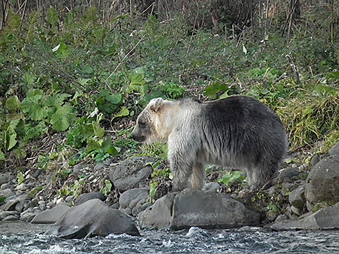На Курильских островах нашли «серебряных» бурых медведей бурые медведи, кунашир, Курильские острова, природа, длиннопост