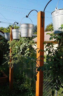 Who has tried this? - Pinterest, Dacha, Tomatoes, Upside down, Longpost