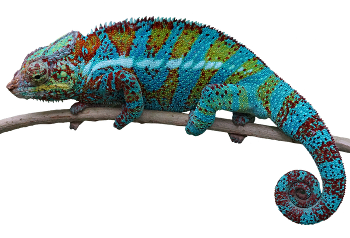 ���������� ����� "����".