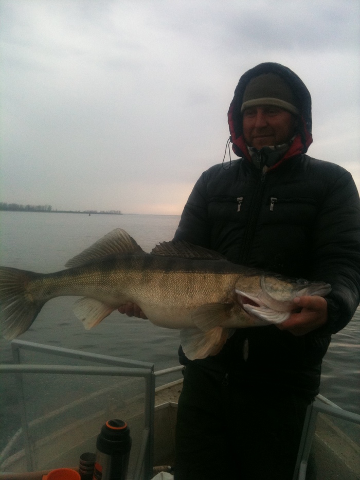 Stupin monster! - Zander, Fishing, Stupino, Longpost, Astrakhan Region, Fish perch