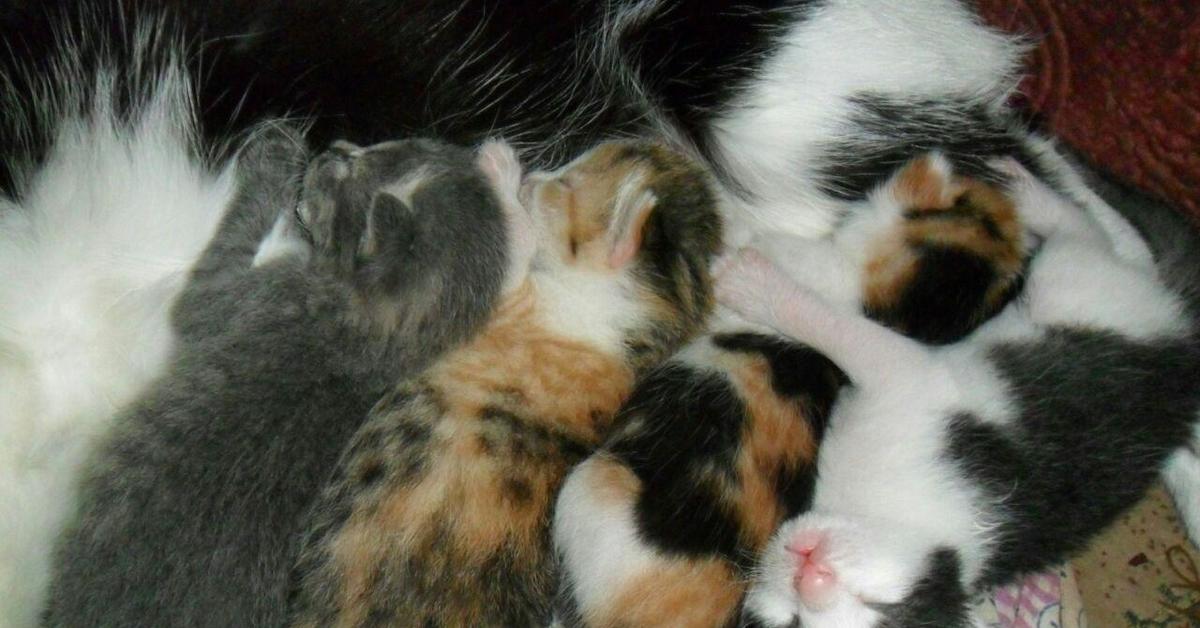 У каких кошек рождаются трехцветные котята. Новорожденные котята трехцветные. Трехцветный котенок новорожденный. Новорождённые котята у трёхцветной кошки. Отдам трехцветных котят.