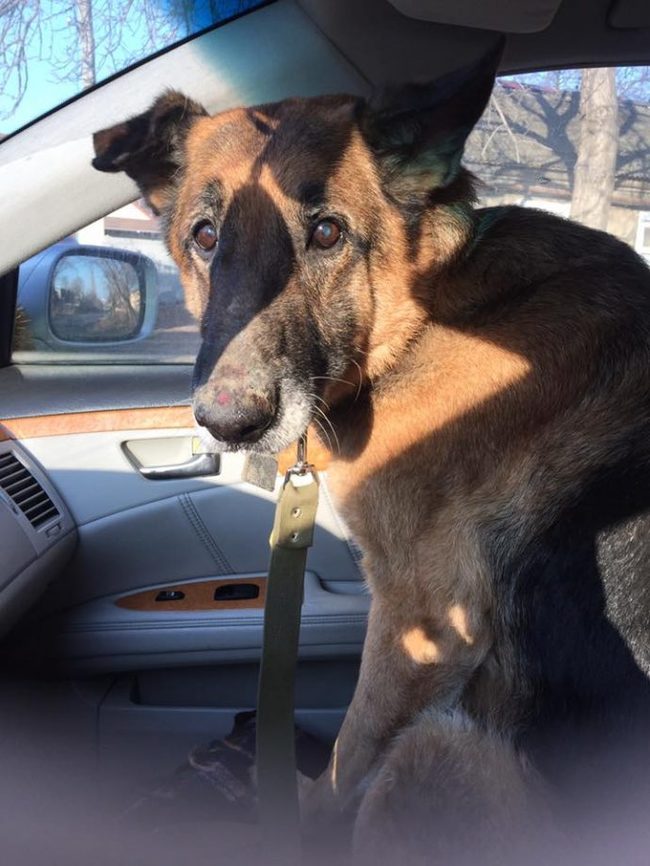 On the highway, a shepherd was maneuvering among the cars. The volunteer called out to her “close!” - and I realized that the dog is not at all simple! + UPDATE - Volunteering, Kindness, Dog, Sheepdog, The rescue, Animals, Longpost, In good hands