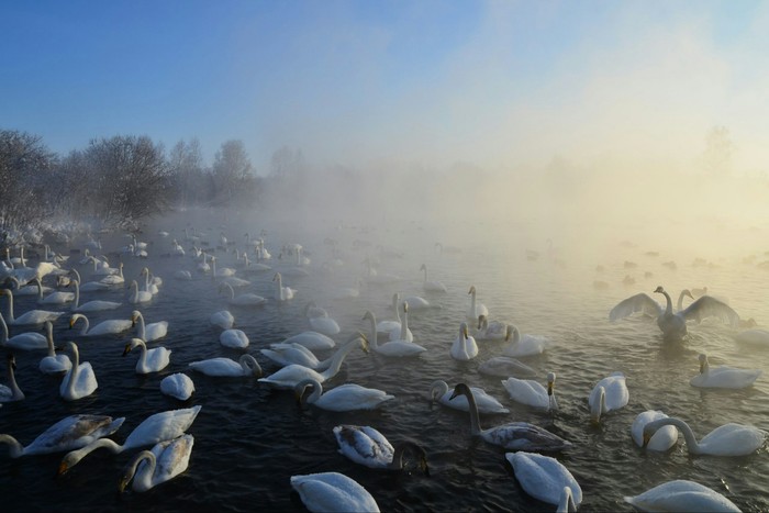 Swans, Lake Svetloe. Altai region - Swans, Lake, Light, Altai, Beautiful, Nature, Longpost, Altai Republic