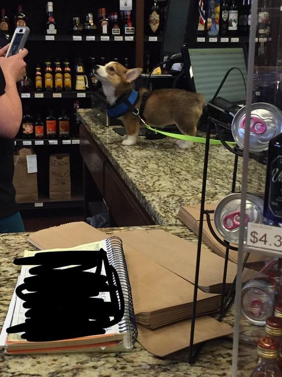 Went to the store and saw this - Dog, Corgi, Bar, Reddit