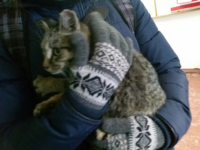 Found a cat. Novosibirsk! - My, Novosibirsk, , Found a cat, Help, Longpost, cat, In good hands, Helping animals