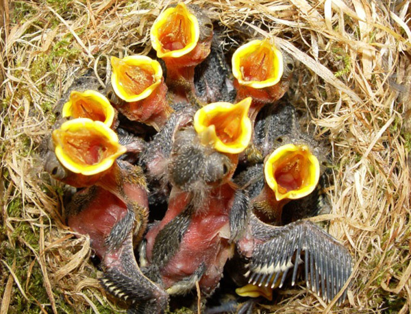 Blue tit. Greenfinch. What are they? - Birds, Biology, Ornithology, Greenfinch, Lazorevka, Longpost