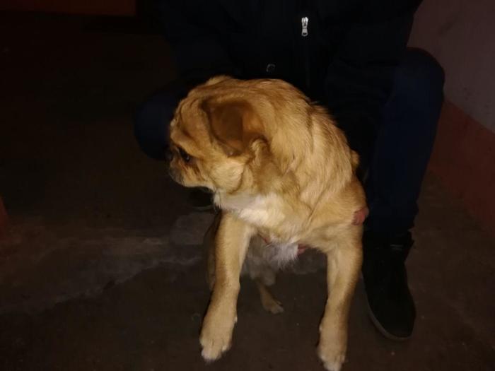 Found dog Vladivostok - My, Help, Vladivostok, Animals, In good hands, Dog, , Helping animals