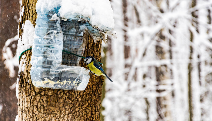 Birds in winter - My, Birds, Tit, Winter, Longpost