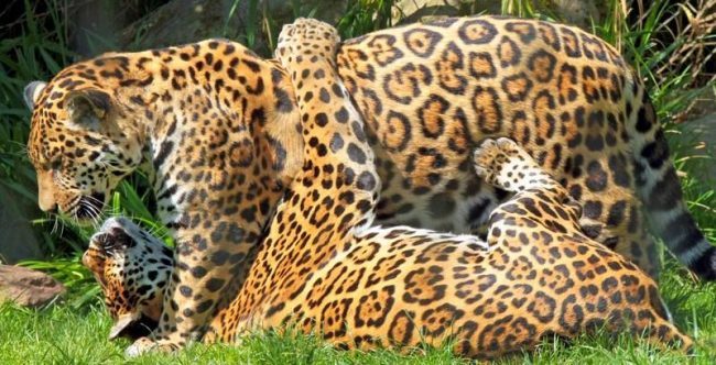 Jaguars - Jaguar, The photo, Longpost