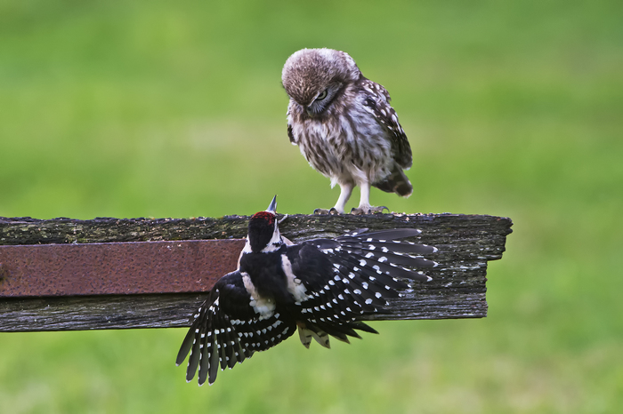 Well, I found you, neighbor with a perforator! - Woodpeckers, Owl, Troubled neighbors