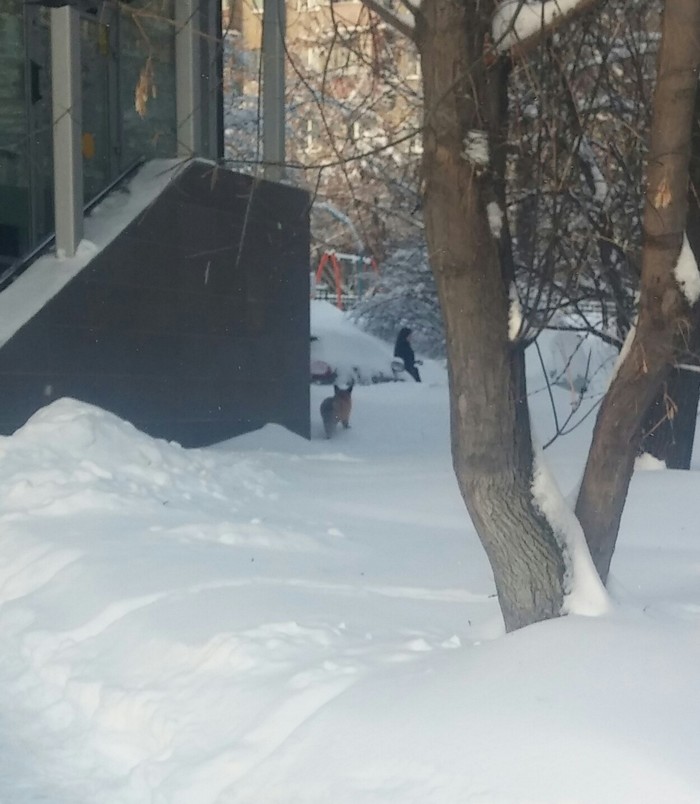 A fox runs along Nagornaya Street in Moscow - My, Moscow, Fox, upland