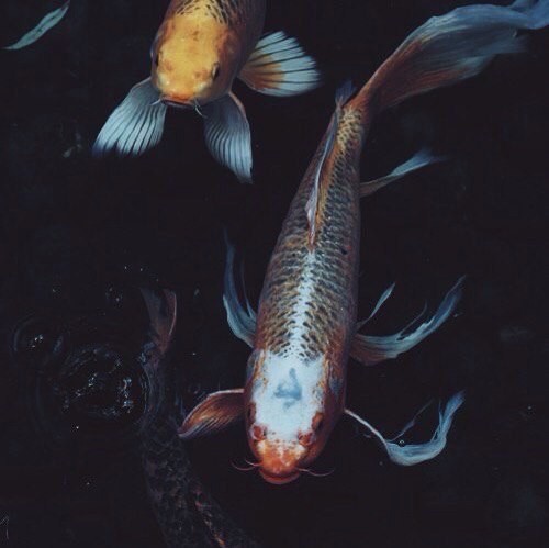 Harmony post. - Koi carps, Harmony, China, Japan, Longpost