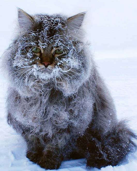 Somewhere in Siberia... - The photo, Animals, cat, Snow, freezing