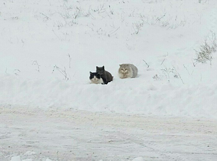 Three cats, three tails.. - My, , Catomafia, Winter, cat