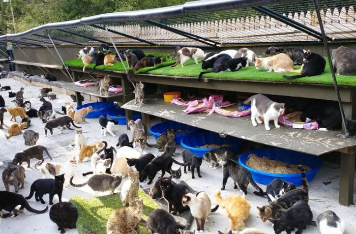 New Yorker welcomes 300 cats into his home - cat, Men, Loneliness, Longpost