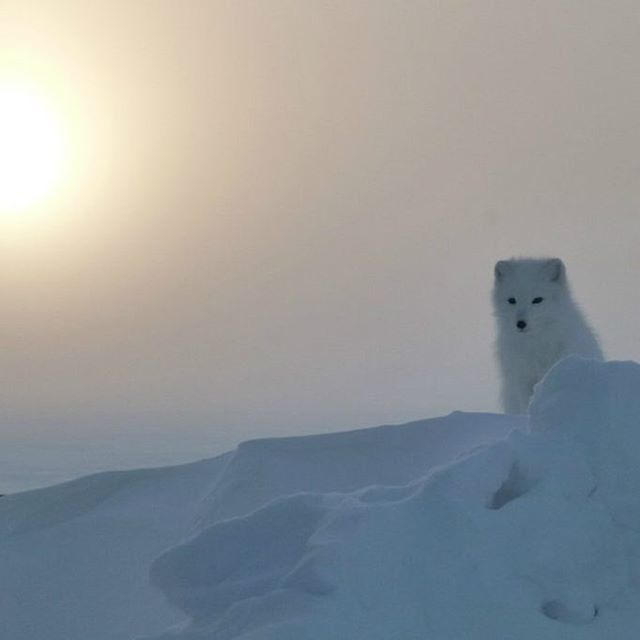 Morning guest at the drilling rig - Drilling, Far North, Tundra, Arctic fox, Watch, Varandey