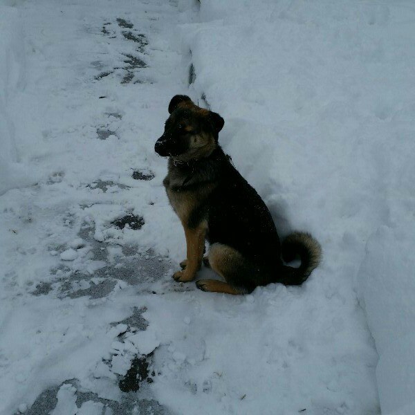 First winter - My, Dog, The photo, My