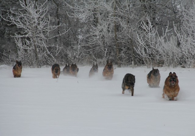 Winter racing - My, Dog, German Shepherd, Longpost