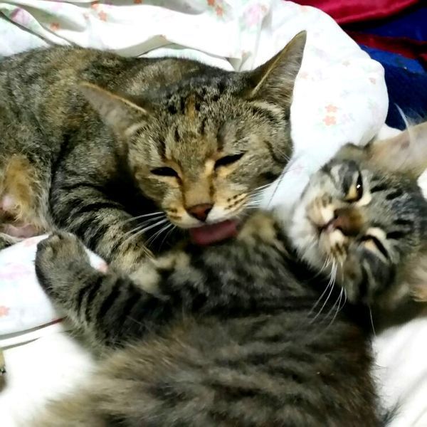 Mum - My, Catomafia, Kittens, The photo, My, cat