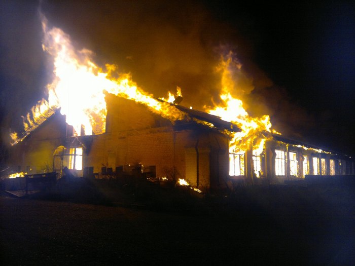 Пукающие коровы.