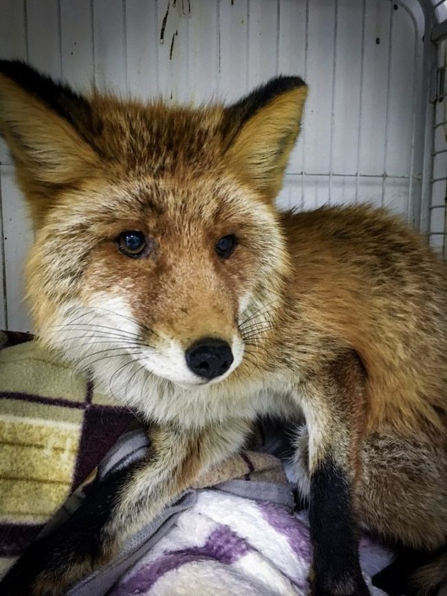 Rescue the fox from the dungeons of the Russian Island! A tramp got lost in the corridors of a military battery... - Kindness, Fox, Russian island, The rescue, Animals, Video, Longpost