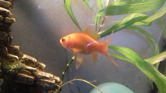 Help with determining the sex of a long-bodied goldfish. - , Need advice, , Longpost