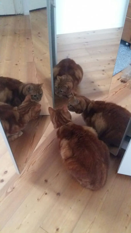 My cat loves to sit between mirrors looking at herself. - cat, Mirror, 9GAG