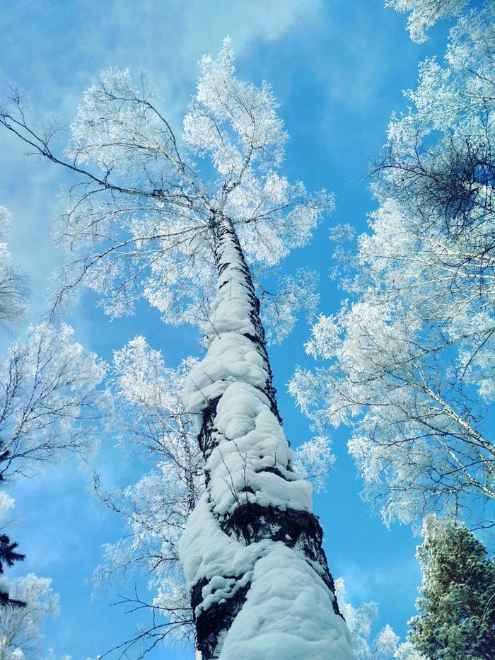 Winter forest in Tomsk - My, Winter, The photo, Nature, Forest, Longpost