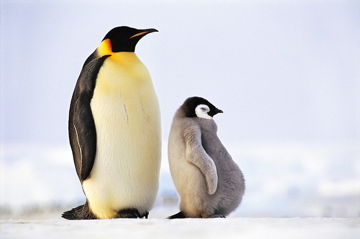 When I had a hearty breakfast - Penguins, North Pole, Cold, Snow, Animals, Funny animals, King penguin, Chick