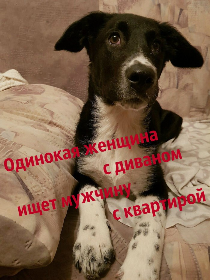 A lonely woman with a sofa is looking for a man with an apartment. - In good hands, Saint Petersburg, Dog, Longpost