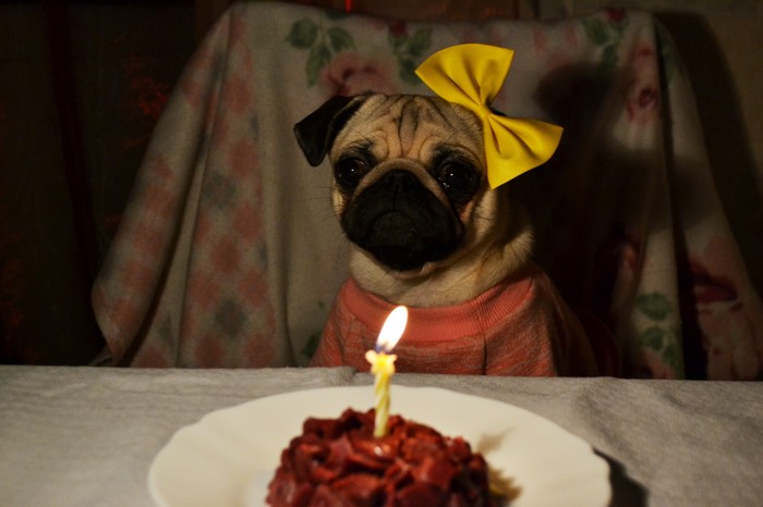 День рождения) Мопс, Собака, День рождения