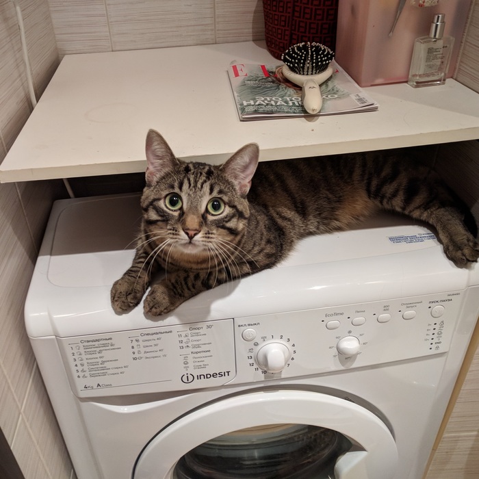 Washing Cat - My, cat, cuteness, Milota