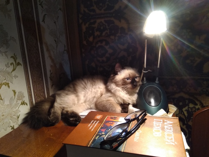 A little more cat lamp - cat, My, Cat with lamp