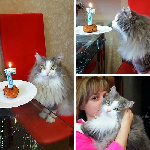 Cat's birthday - My, cat, Birthday, My, Volzhsky