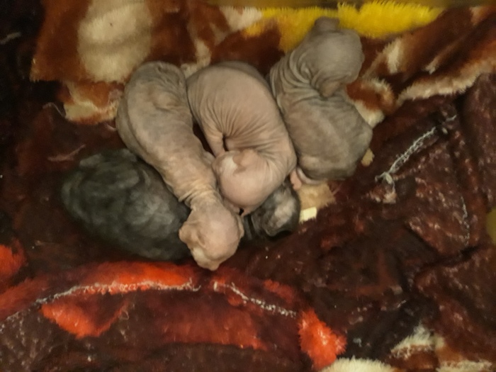 What do newborn sphinxes look like? - Children, Longpost, Toddlers, Sphinx, My, cat