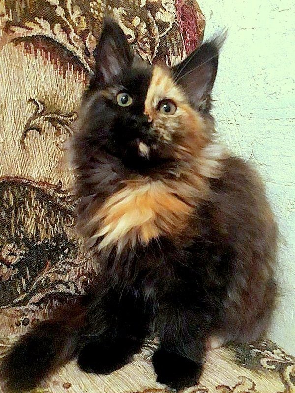 Maine Coon cats! Matryoshkas! - cat, Kittens, Maine Coon, My, Longpost