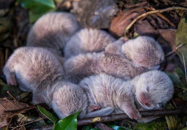 Newborn otter - Otter, Newborn, Milota, Young, wildlife