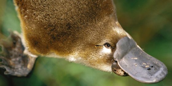 The platypus is a unique animal in Australia - Platypus, Australia, Animals, Longpost, Platypuses