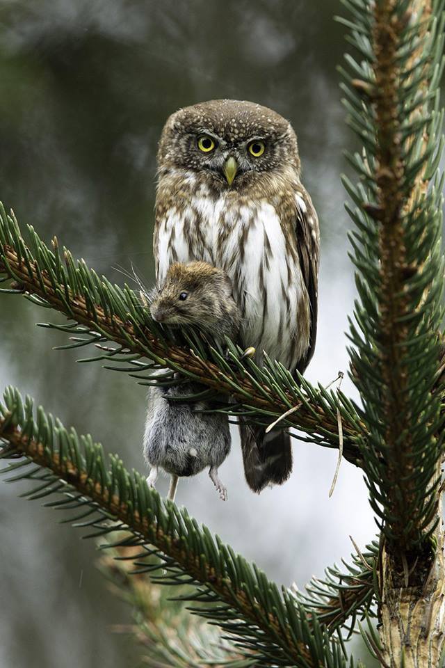 Photo with a friend - Owl, Mouse