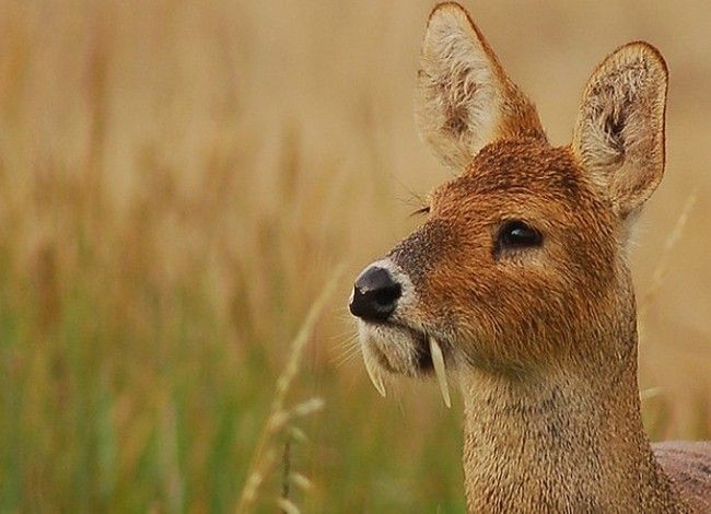 Musk deer - Musk deer, Russia, Animals, The photo, Longpost