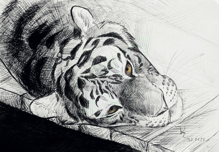 Sketches - My, Drawing, Art, Sketch, Tiger, cat, Chinchilla, Guinea pig, Rodents, Longpost