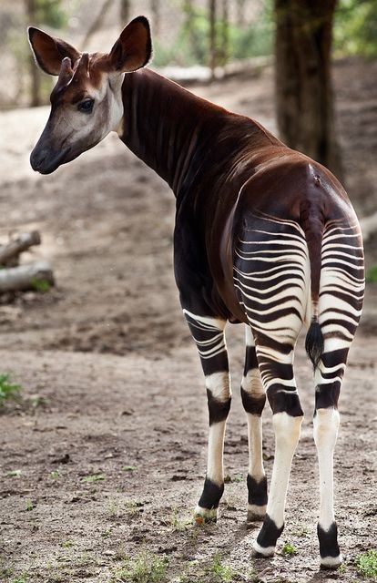 Okapi - Okapi, Animals, Africa, The photo, Longpost