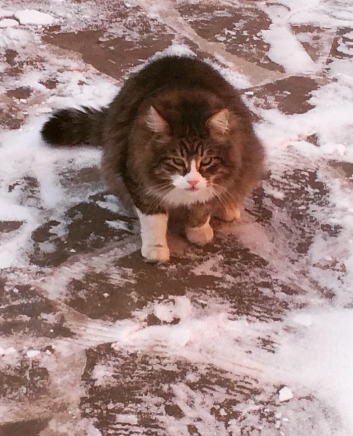 cat - My, cat, Catomafia, Siberian cat, Snow, Winter