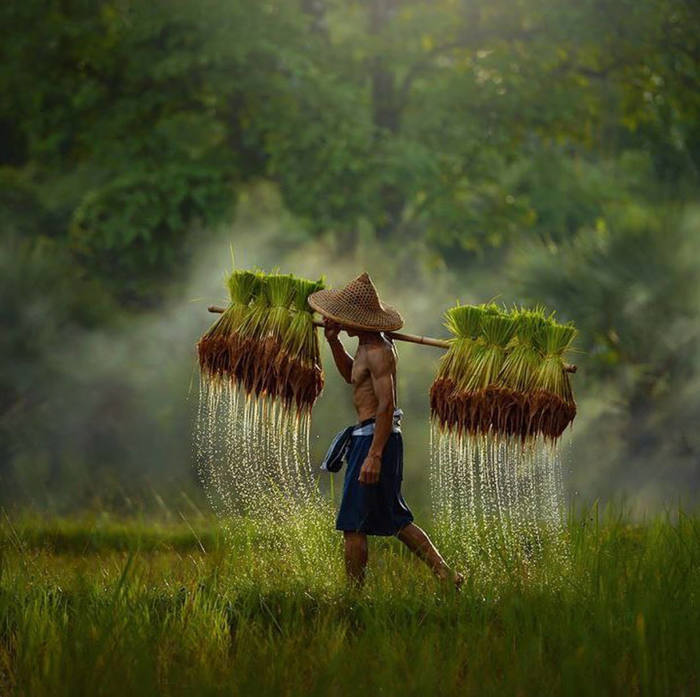 Rice field. - Farmer, Rice, Field, Thailand, The photo