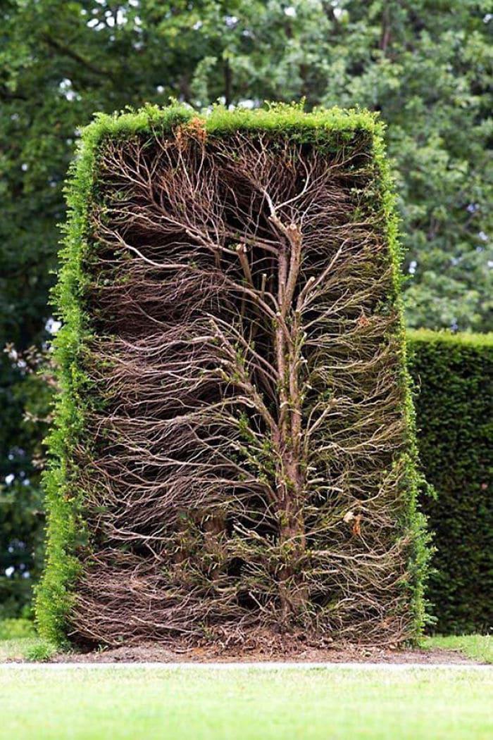 cross section of hedge - Hedge, Section, Reddit, Bushes